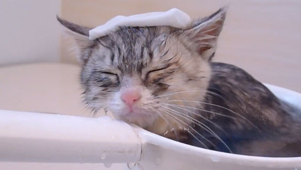 can-I-bathe-my-cat-caregivers-singapore
