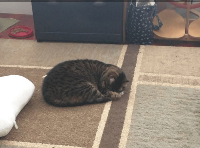 cat-sleeping-on-carpet.png