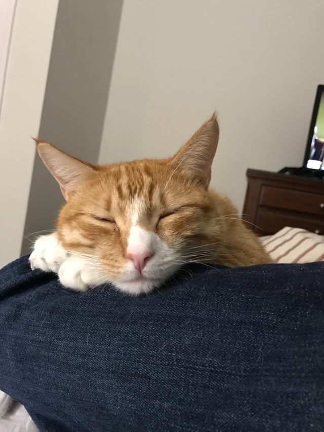 cat-sleeping-on-human-leg