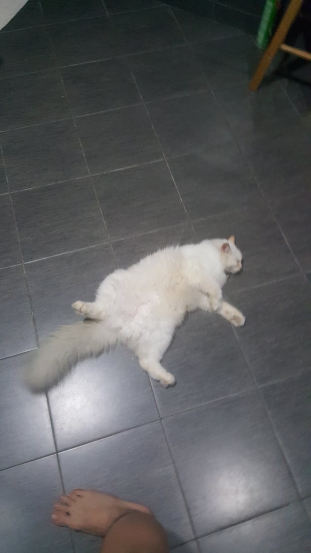 cat-sleeping-on-floor