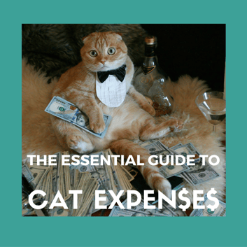 cat-money-expenses.png