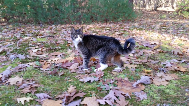 cats-in-halloween-costumes-camouflage.jpg