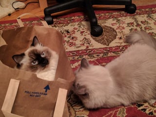 cats-in-halloween-costumes-cat-in-a-bag.jpg