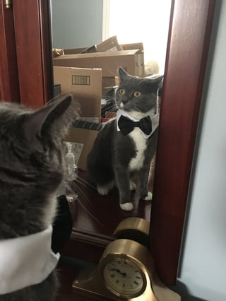 cats-in-halloween-costumes-tuxedo-cat.jpg