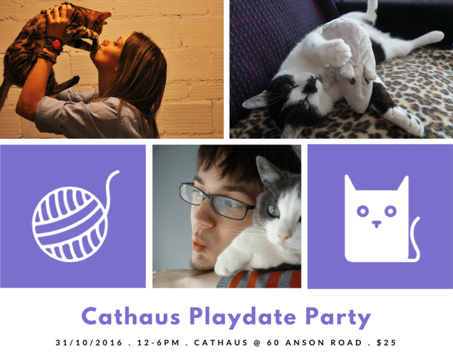 hosting-cat-playdate.png