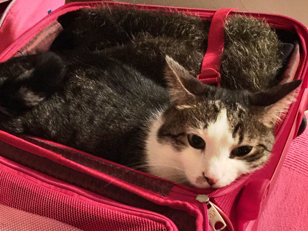 How to travel with a cat overseas like a pro in 6 steps