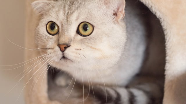 book-a-cat-hotel-in-singapore