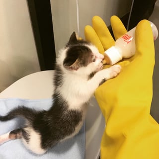 remy-kitten-feeding.jpg