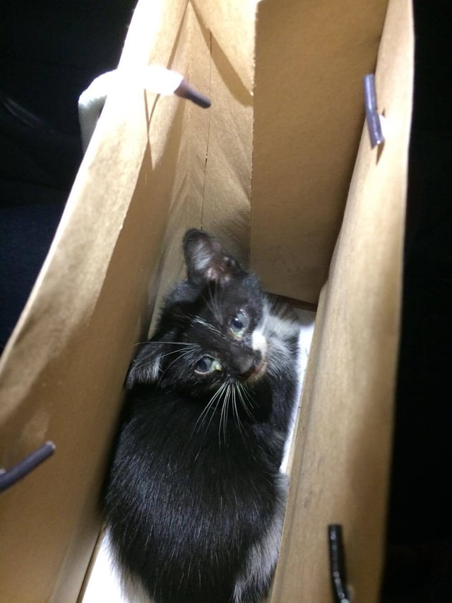 trapped-cat-rescued